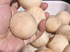 Zamboanga Sibugay official under fire for consuming turtle eggs urtle-eggs-Mec-Rillera