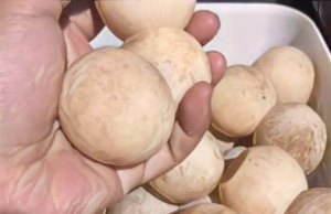 urtle-eggs-Mec-Rillera