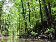 Philippine resort city chooses ‘morally correct’ low-carbon path Puerto Princesa Palawan