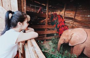 Anne Curtis' elephant