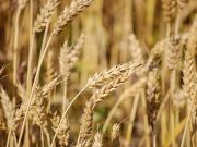Grains