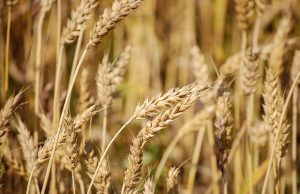 Grains