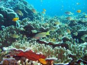Moalboal in underwater