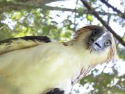 Philippine Eagle Ariela Interaksyon