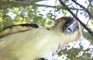 Philippine Eagle Ariela Interaksyon