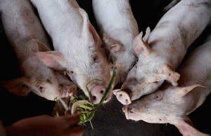 Pigs Interaksyon