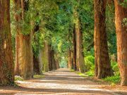 Forest Trees Interaksyon