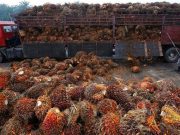 Palm oil