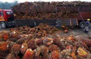 Palm oil