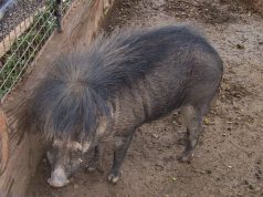 Philippine warty pig by Wikimedia lsj Interaksyon