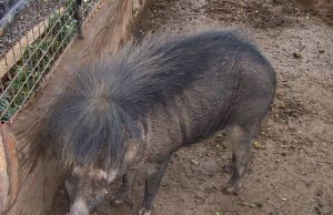 Philippine warty pig by Wikimedia lsj Interaksyon