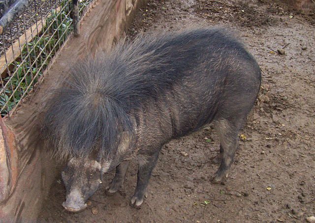 Philippine warty pig by Wikimedia lsj Interaksyon