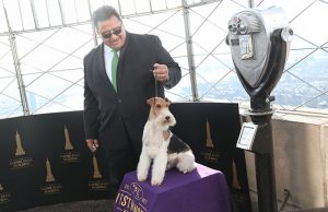 A Wire Fox Terrier "King" winner of the Best in Show group at the 143rd Westminster Kennel Club Dog Show poses with its handler Gabriel Rangel on the observation deck of the Empire State Building in New York