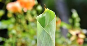 Banana Leaf Interaksyon