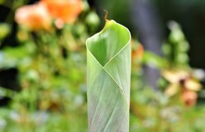 Banana Leaf Interaksyon