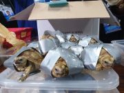 Turtles