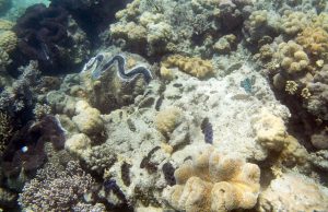 Giant clams