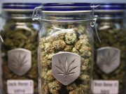 As Jamaica looks to cash in on cannabis, Rastafarians fear being left out Marijuana in a jar