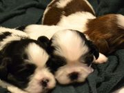 Shih Tzu puppy sleeps like a human and it’s paw-sitively adorable Shih tzu puppies