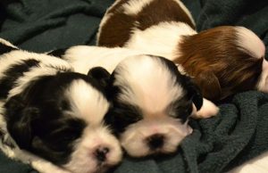 Shih tzu puppies