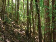 Stock photo of trees in a forest