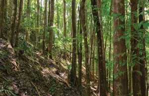 Stock photo of trees in a forest