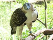 Sambisig the eagle