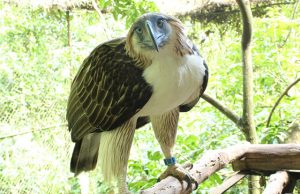 Sambisig the eagle