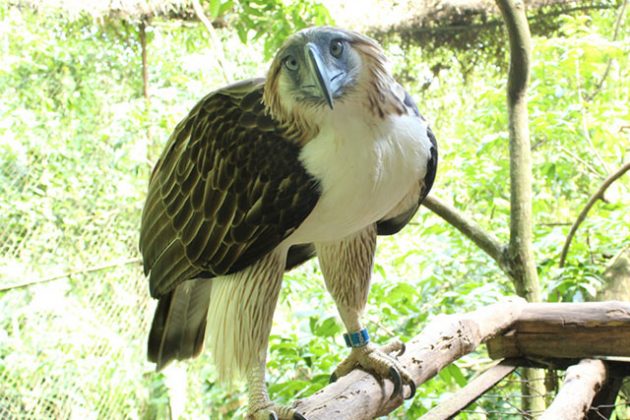 Philippine eagles issued passports to fly to Singapore