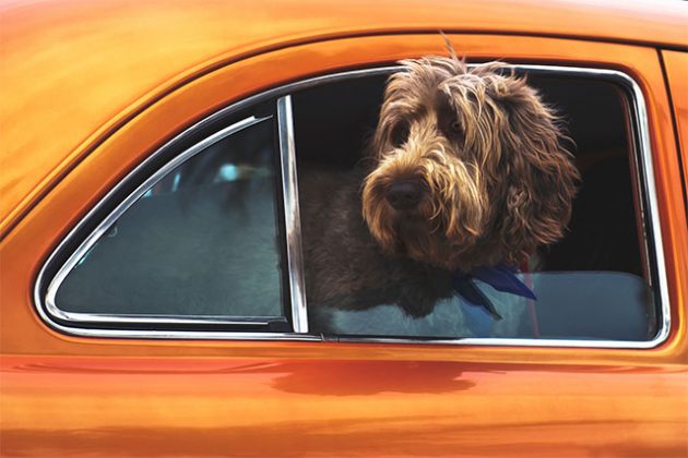 You can now ride with your pet via Grab's new in-app service