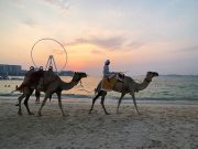 Camels walk on the beach at Jumeirah Beach Residence in Dubai