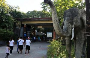 Manila Zoo