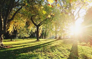 Trees