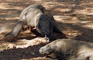Komodo dragons walk at the Komodo National Park in Indonesia's Komodo island