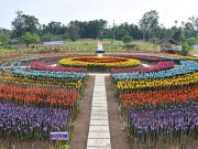A garden made out of 30,000 plastic bottles shaped into tulips is created as part of the local government's efforts to raise environment awareness and attract tourism in Lamitan City