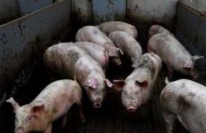 Hogs in the farm