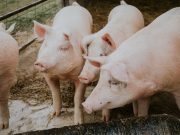 South Korea on highest alert after African swine fever found Pigs