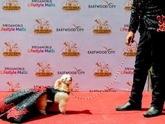 A pet owner walks the red carpet with his Poodle puppy at an event that celebrates World Animal Day in Quezon City