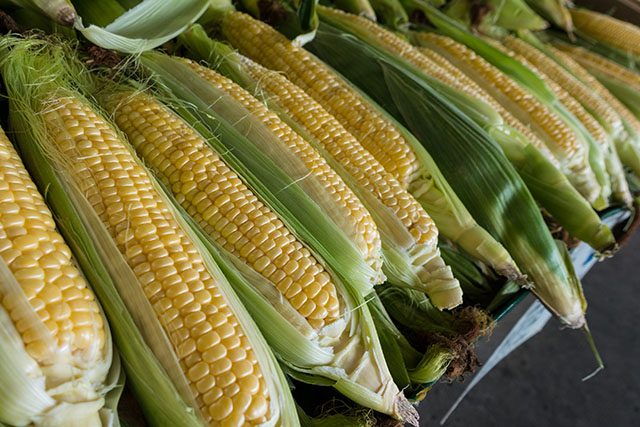 Rows of corn