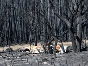 A general view of fire damage on Kangaroo Island
