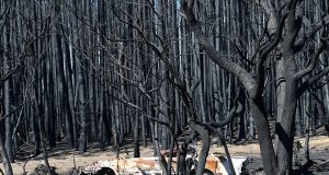 A general view of fire damage on Kangaroo Island