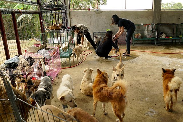Volunteers at a makeshift shelter help dogs rescued from the exclusion zone surrounding Taal Volcano in Nasugbu