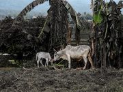 Cows partly covered by ashes eat grass in a land nearby the erupting Taal Volcano in Talisay