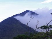 Some of the world’s largest carnivorous plants are found in the Philippines and on one mountain Mt. Hamiguitan