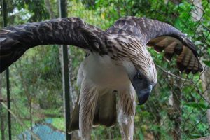 Calls To Review Practice After Philippine Eagle Found Dead In Sarangani