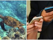 #OustTheTurtle and sea turtles: Environmental org turns political hashtag into ‘save pawikan’ campaign Turtle and teenagers