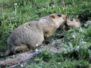 Russia cracks down on marmot hunting after bubonic plague alert