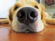 Your dog’s nose knows no bounds – and neither does its love for you