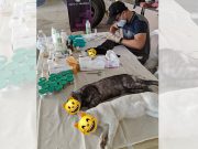 Cats of Manila