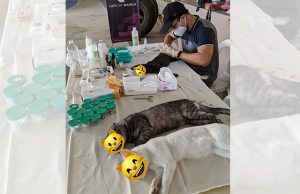 Cats of Manila